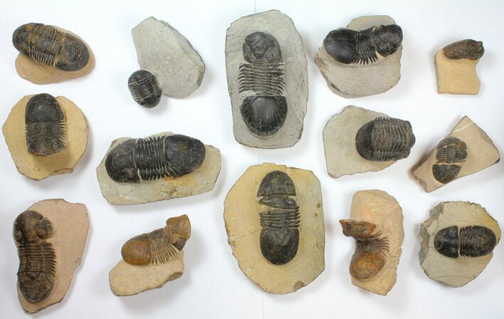Lot: Paralejurus Trilobite Fossils - Pieces #134047
